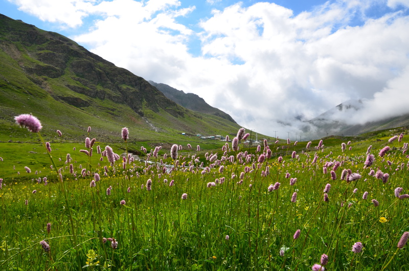 4K, summer flower, scenics, background, sky, yellow flower, village landscape, landscape, outdoor, flower, field, flowering plant, cloud - sky, ispir