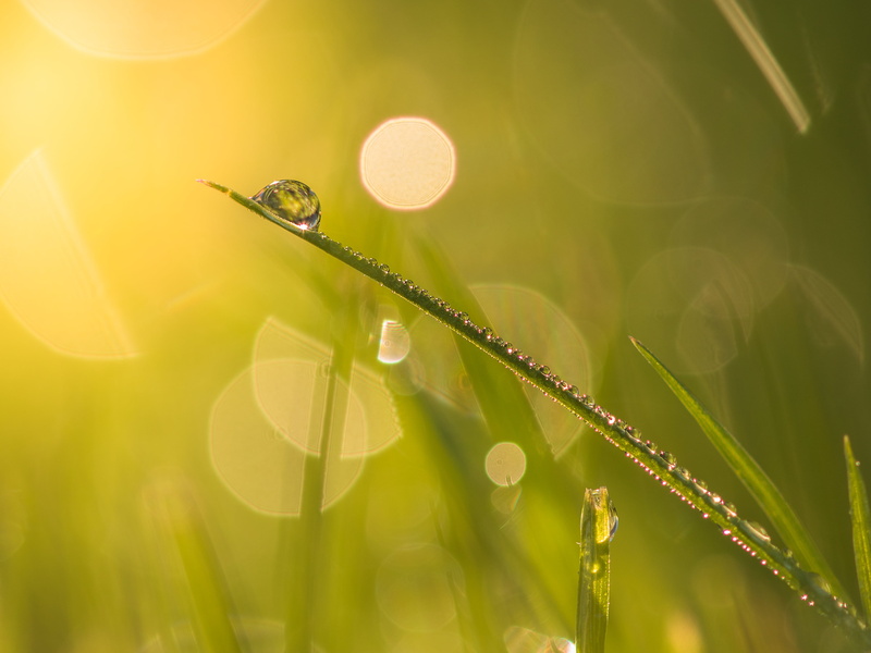 drops, lawn, water, freshness, morning dew, photo, file, plant, morning, gazon, droplet, rosée, dew, summer, nature, morning light, wet, raindrop, meadow