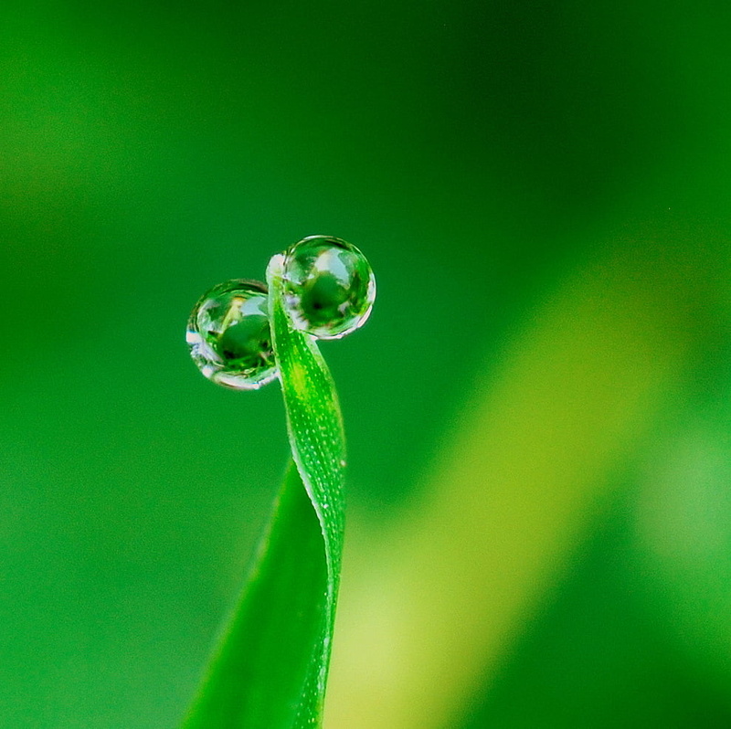 wet, close-up, nature, Mantis, freshness, environment, drop, drops, summer, water, macro photography, natural, rain, dew, macro, green Color, dews, leaf