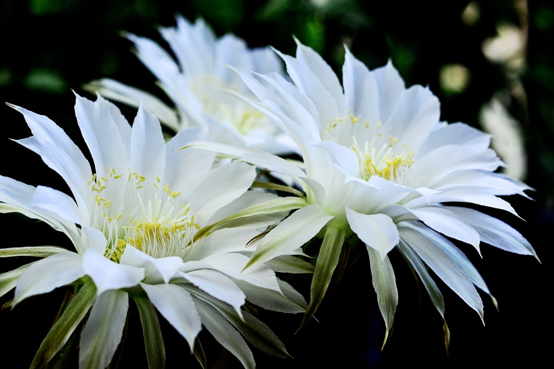 Nikon  D5100, Japan, three, Picture, flowers, Cactus Flower, White Flower, close-up, Kanagawa, Macro, flower Head, f / 1, Beautiful, NIKKOR, Dawn, Cactus