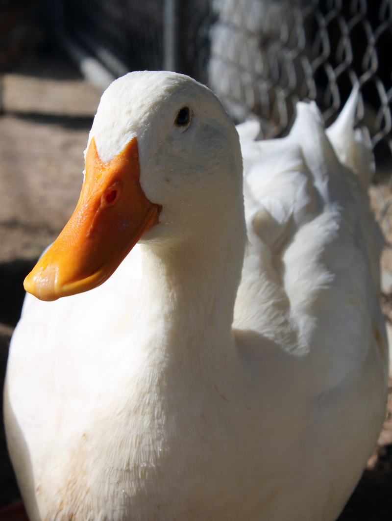 pen, pekin, attitude, farm, animal themes, fowl, day, no people, feathers, animal head, animal, white color, focus on foreground, water bird, beak, duck