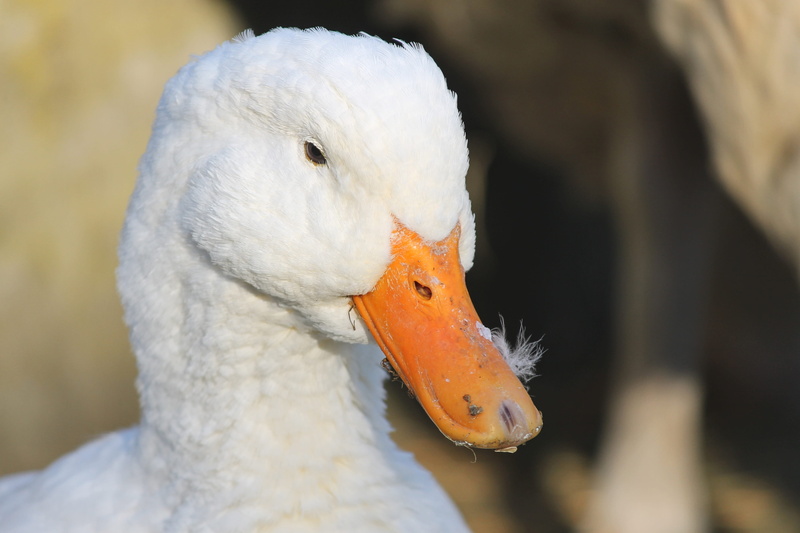 one animal, animals in the wild, 4K, animal world, vertebrate, animal body part, animal themes, duck, house duck, zoology, water bird, animal wildlife