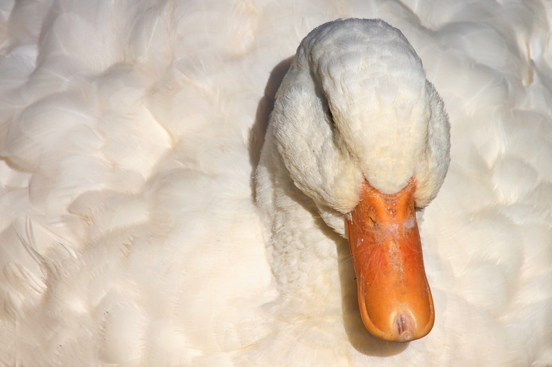 duck, close-up, bill, plumage, no people, lake, nature, portrait, animal themes, animal neck, duck bird, water bird, animal wildlife, day, bird, white color