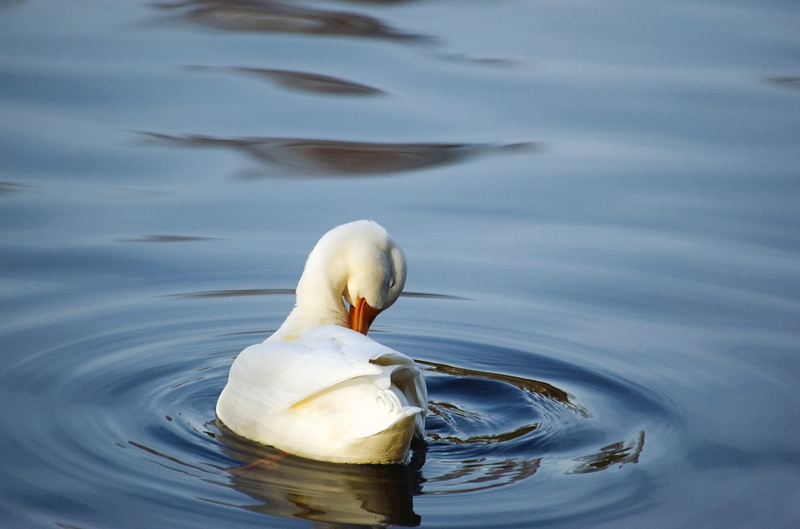 animal neck, lake, one animal, mallard, water bird, swimming, animals in the wild, rippled, zoology, clean, animal, duck, swan, no people, nature, floating on water