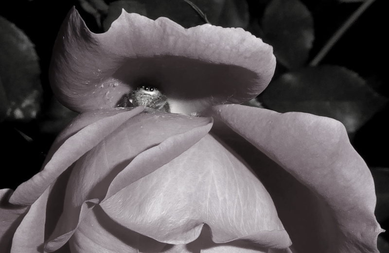 nature, inflorescence, shy, eyes, 4K, rose, day, freshness, petals, beauty in nature, flower, vulnerability, close-up, flowering plant, botany, focus on foreground