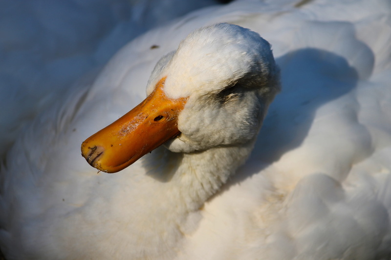 water, peking duck, one animal, house duck, white color, animal, no people, nature, poultry, waterfowl, animal body part, bird, bill, water bird, lake