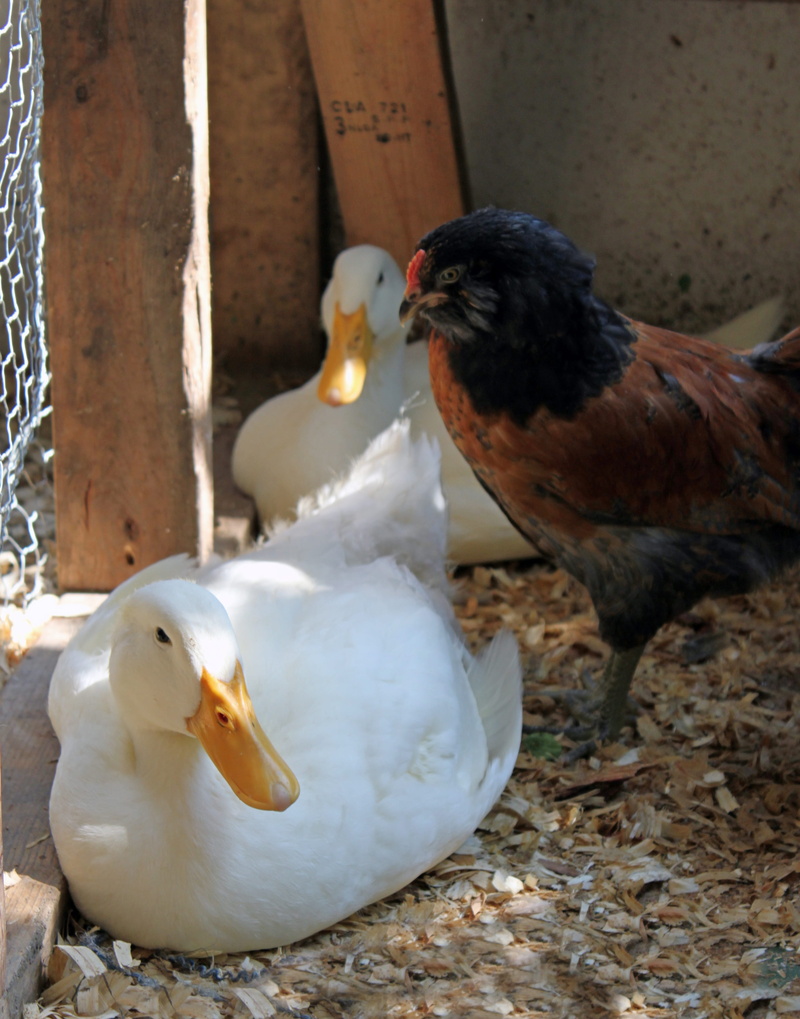 webbed, day, chicken, focus on foreground, animal family, farm, peking, livestock, bird, nature, close-up, group of animals, animals in the wild, pair