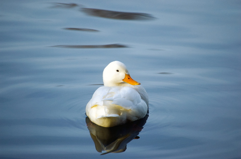 duck, animals in the wild, reflection, animal themes, mallard, white color, bird, outdoors, animal, nature, sea, floating on water, peking duck, lake, one animal