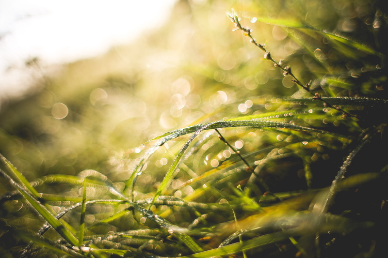 season, 5K, Grass, defocused, summer, freshness, raindrop, Morning, meadow, purity, rainy season, Sunny, no People, wet, plant, nature, selective Focus