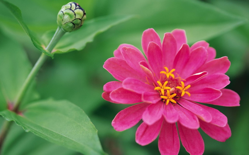 flower, zinnia, 1080P, pink, pink-flower, pink-zinnia