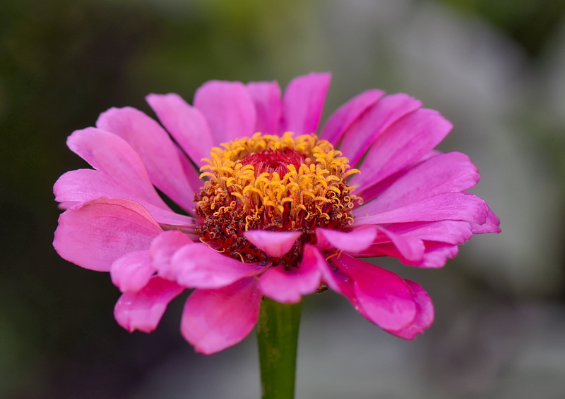 close-up, flower  flower, shadow, macro shot, macro, flower, Zinnia, shot, flower Head, summer, 1080P, petal, nature, pink, plant