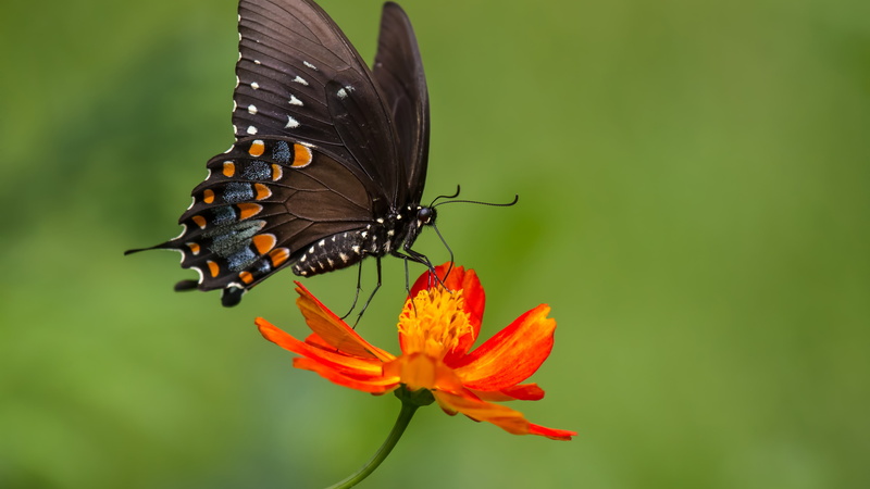 Butterfly, 4K, Orange, Flower, Zinnia, Color, Black