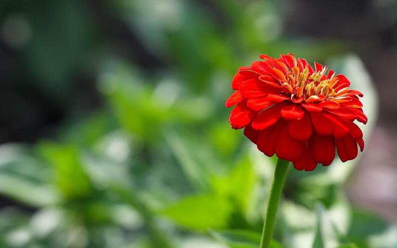 flowers, 1080P, 1920x1200, zinnia, red, flower