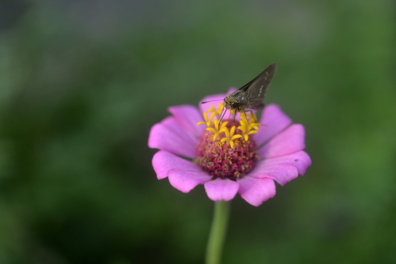 animal Wing, pollination, nature, zinnia, macro, DSLR, animal, summer, purple, flower, 4K, purple flower, Nikon  D800, butterfly, butterfly - Insect, close-up