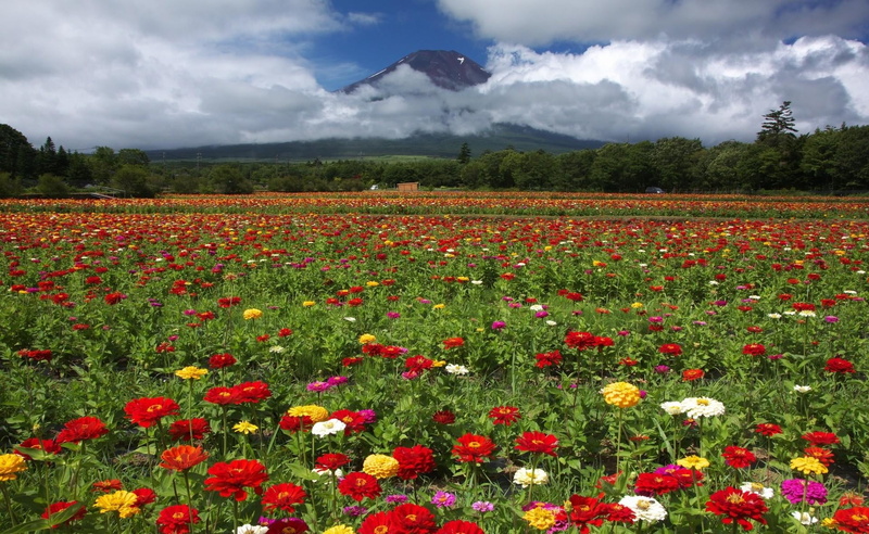 summer, assorted, tranquil scene, land, 1080P, petal, beauty In Nature, color, growth, sky, plant, wildflower, flower Head, yellow, petaled, red, scenics - nature