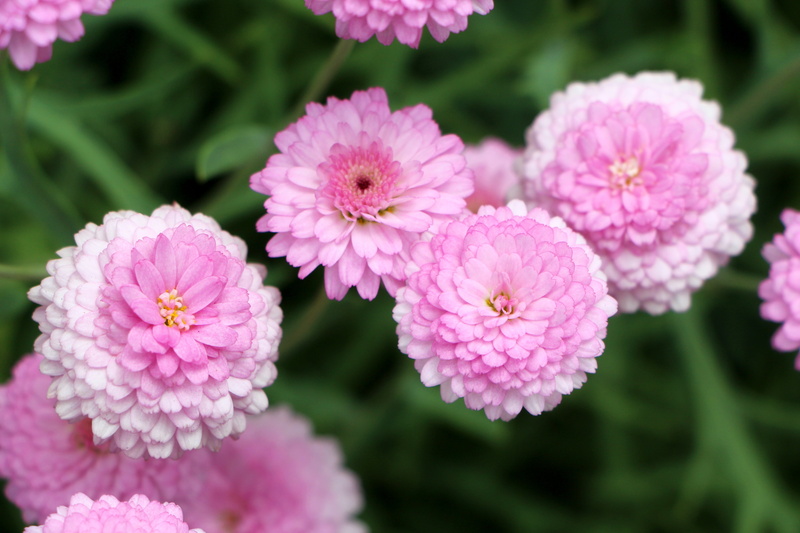 flowering plant, beauty In Nature, inflorescence, garden, springtime, focus on foreground, multi Colored, blossom, macro, flowerbed, flower, no People