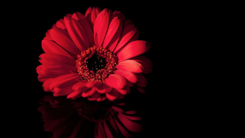 1080P, studio shot, fragility, pollen, vulnerability, inflorescence, red, flower, flowering plant, black background, close-up, beauty in nature, petal