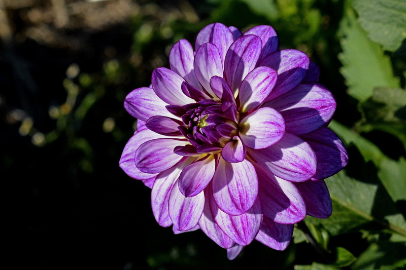 day, ornamental plant, flower garden, daytime, flora, plant, garden plant, purple, blossom, dahlia flower, garden, zinnia, flowering plant, 4K, autumn flower