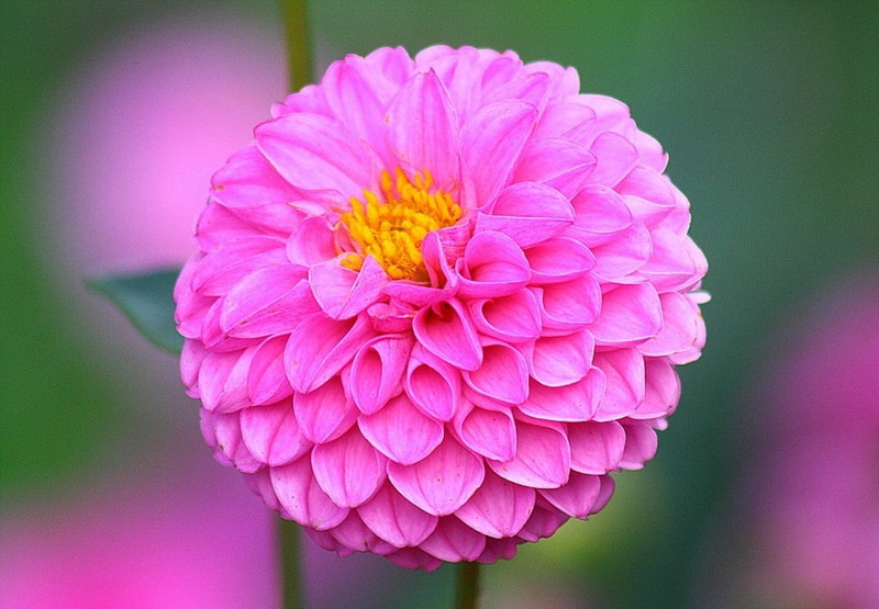 no people, outdoors, fragility, flower, beautiful, pollen, dahlia, inflorescence, flower head, flowering plant, freshness, dahila, focus on foreground