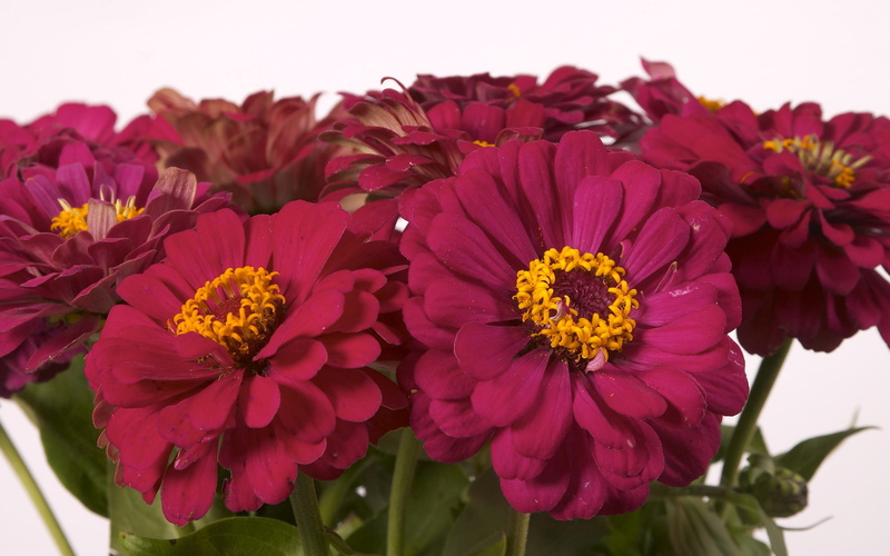 flower Head, 2K, flowers, flowering plant, purple, season, backgrounds, freshness, green Color, beauty In Nature, botany, flower, blossom, no people, chrysanthemum