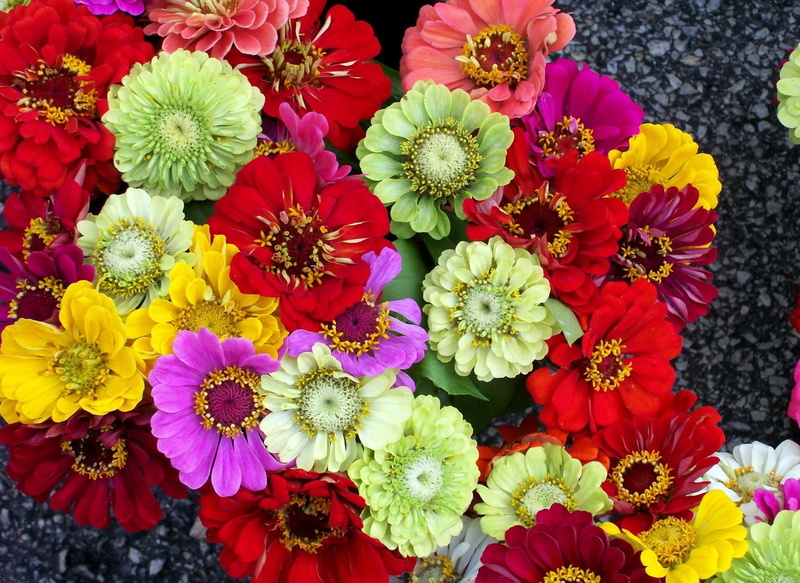 different, high angle view, nature, growth, flower, flowers, outdoors, fragility, gift, colorful, color, flowering plant, close-up, red, orange Color, flower arrangement