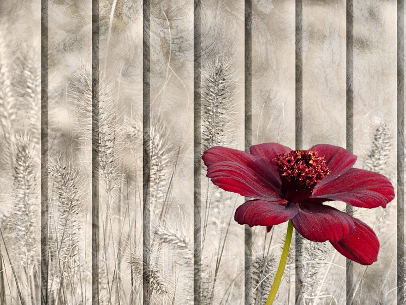 vulnerability, flower head, freshness, close-up, wall - building feature, closeup, growth, cosmos atrosanguineus, fragility, 1080P, zinnia, petal, flowering plant