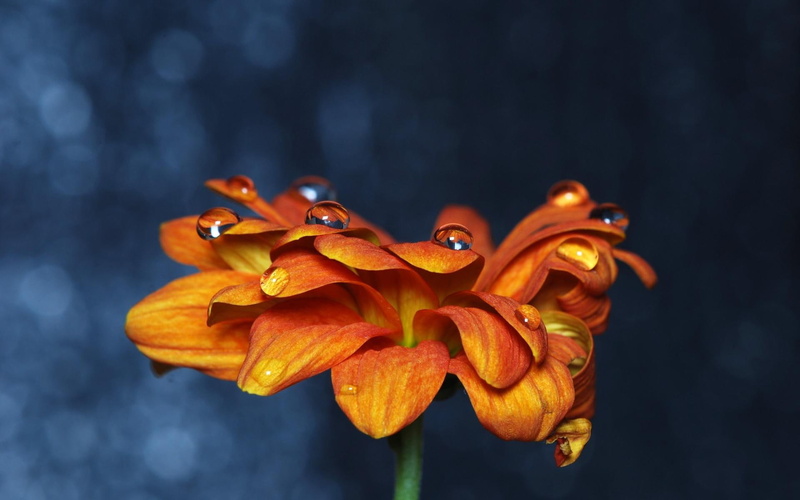 1920x1200, zinnia, petal, 1080P, flowers, flower, orange