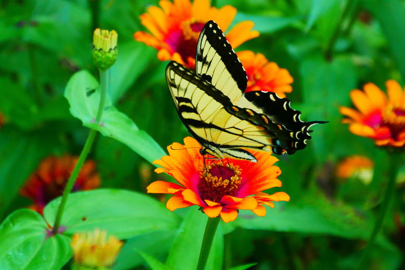 outdoors, butterfly - insect, animal wing, zinnia, animal, vulnerability, picture, swallowtail butterfly, papilio machaon, flower, animals in the wild