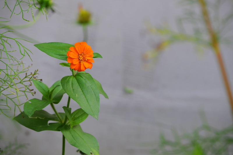 inflorescence, garden, green color, outdoors, orange, fragility, petal, close-up, freshness, grey, plant part, plant stem, flowering plant, zinnia, no people