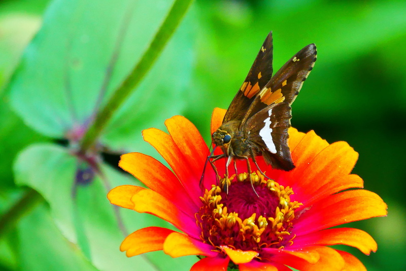 butterflies, picture, flowering plant, pollen, freshness, petal, skipper, pollination, 1080P, butterfly pictures, plant, inflorescence, insect, close-up