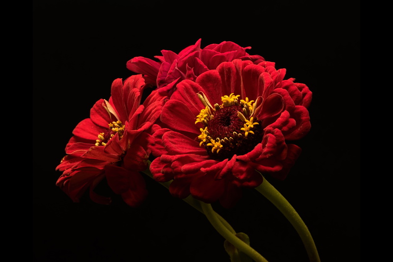 5K, flowers, the dark background, zinnias