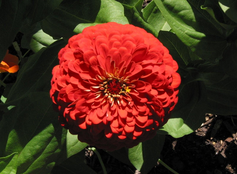nature, 720P, shadow, zinnia, flower, dahlia, fragility, plant part, plant, flowerbed, beauty in nature, vulnerability, flowering plant, freshness, growth