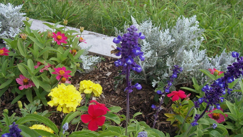 middle, 1080P, periwinkle, deep pink, purple, flowers, honeybee, violet, zinnias, colorful, green, bee, pink, sunshine, marigold, petaled, white, yellow