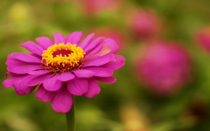 720P, pink, summer, backgrounds, macro, no People, colors, inflorescence, plant, multi Colored, season, pollen, fragility, flower, formal Garden, close-up
