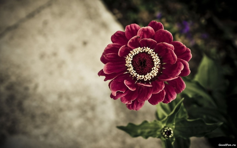 720P, red, flower, hd, macro, zinnia, nature