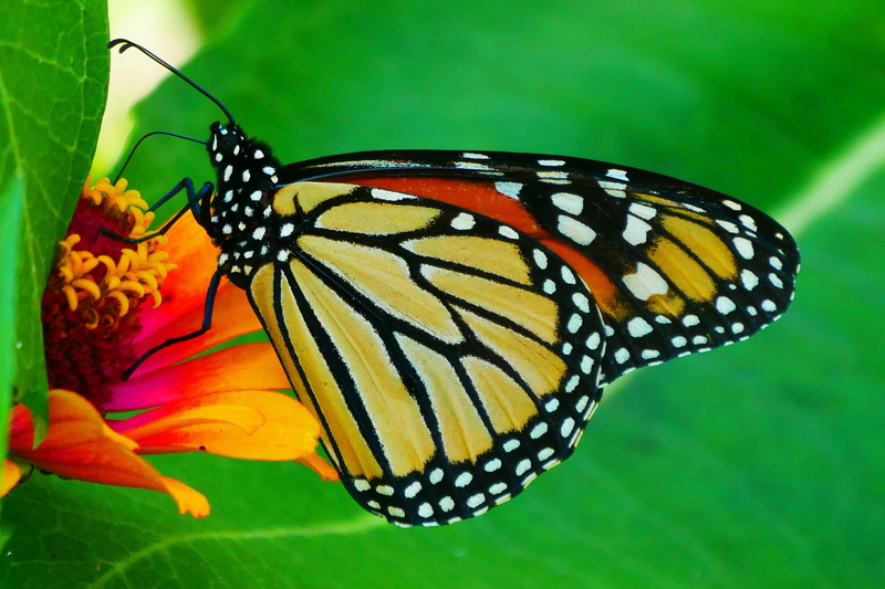 animal themes, close-up, butterfly - insect, flower, monacrh, one animal, butterfly photos, butterfly images, butterfly, flowering plant, orange butterfly