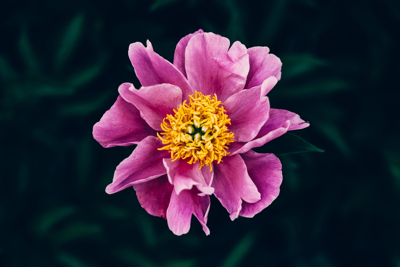 blossom, beautiful, selective, beauty, outside, pollen, purple, peony, summer, growth, vulnerability, spring, closeup, fragility, freshness, floer, flower head