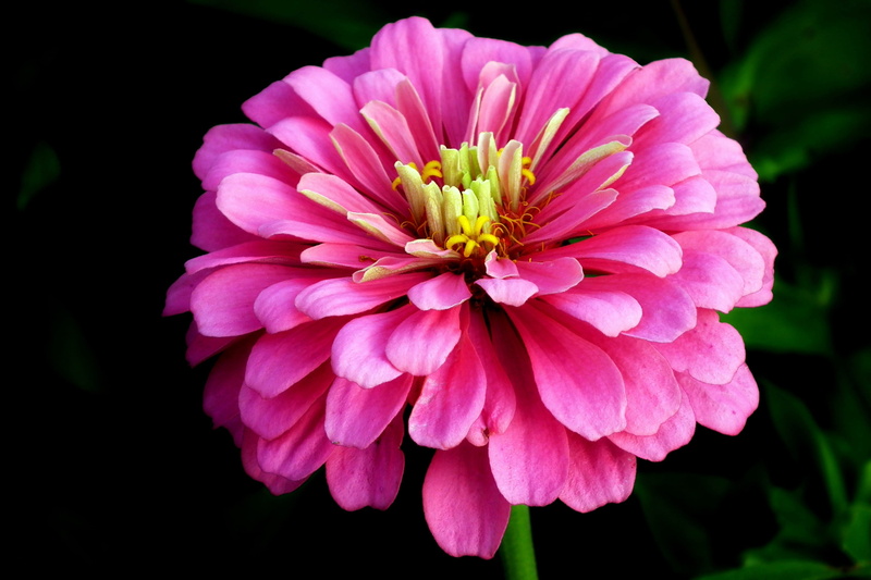 blooming, flower head, outdoors, 2K, black background, plant, no people, vulnerability, pink, pink color, close-up, petal, zinnia, pollen, dahlia, inflorescence