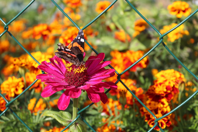 animals in the wild, beauty in nature, orange color, focus on foreground, flower, flower head, petal, butterfly, no people, outdoors, 5K, pink, fragility