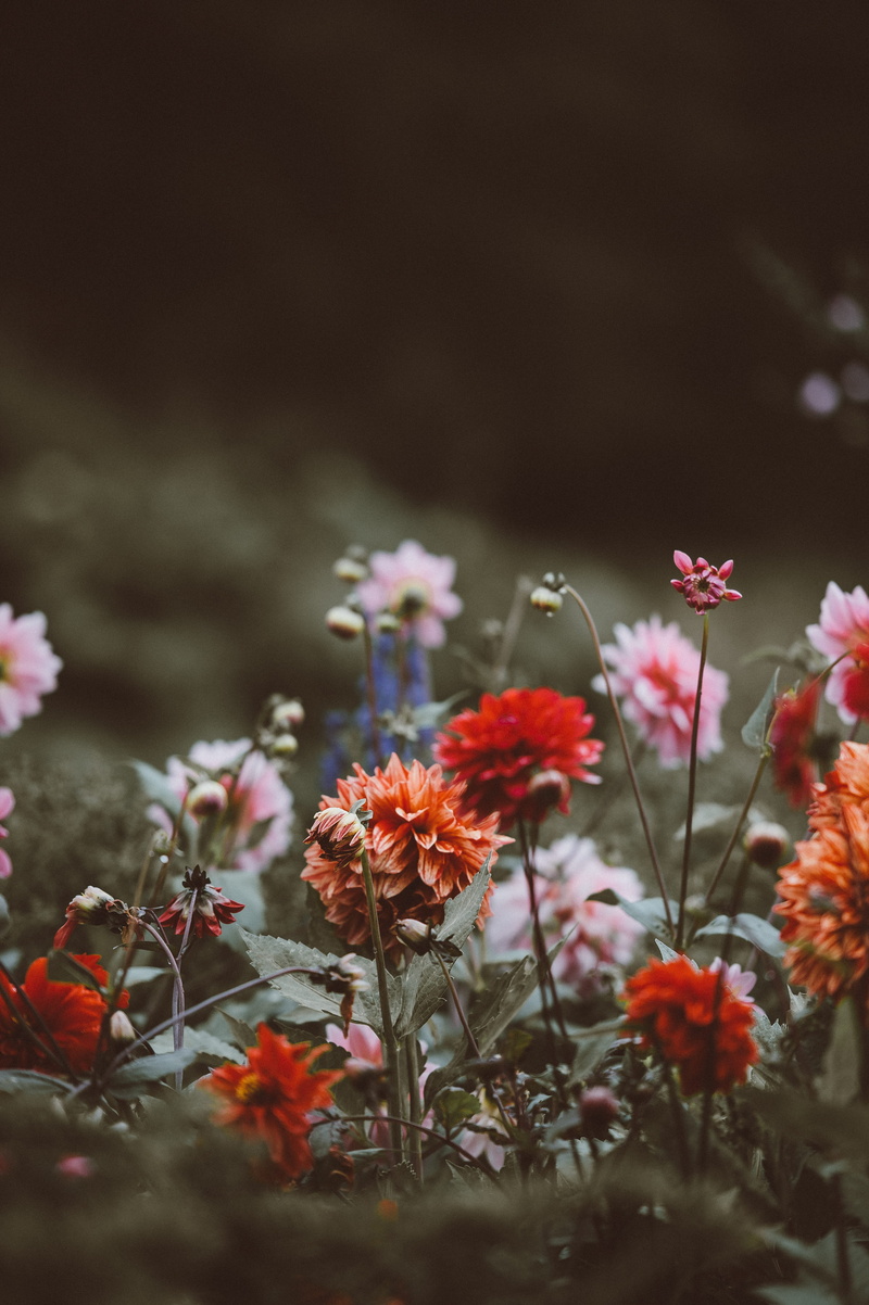 autumn, color, growth, forde, plant, 4K, vulnerability, abbey, orange, freshness, fragility, nature, pink, close-up, red, flore, inflorescence, dahlia