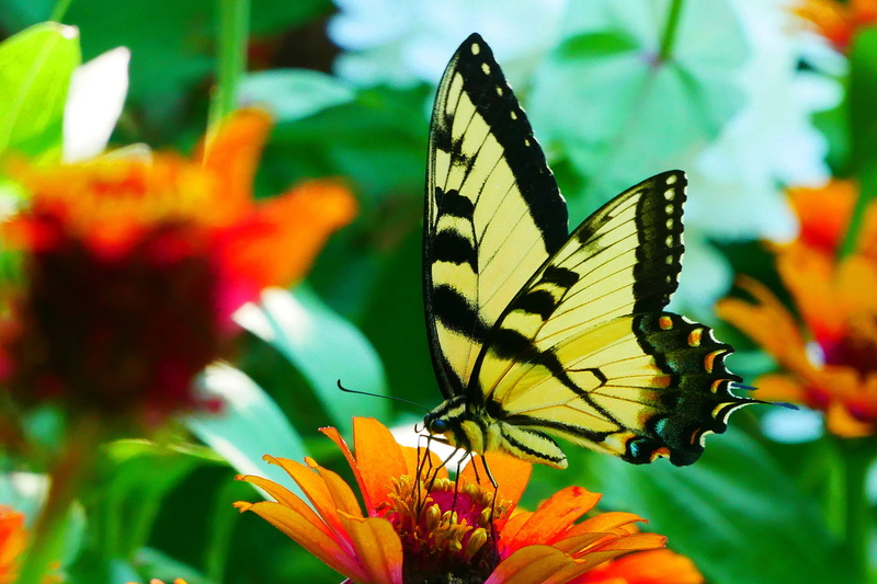 1080P, beauty in nature, freshness, animal wildlife, plant, flower head, close-up, flowering plant, animal body part, butterfly photos, yellow and black butterfly