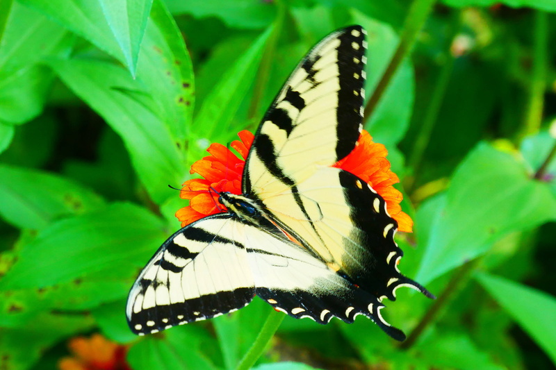 papilio machaon, animal wildlife, green color, flower, animals in the wild, beauty in nature, swallowtail butterfly, picture, invertebrate, yellow, 1080P