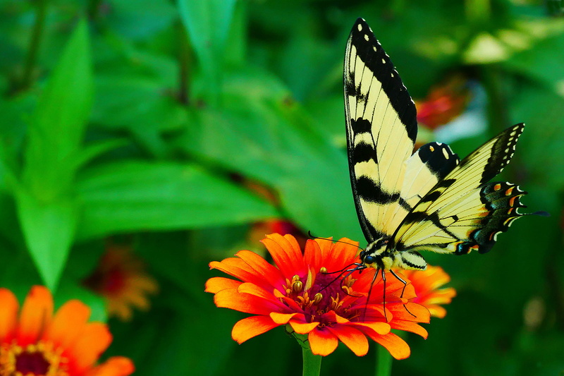 nature, butterfly, insect, 1080P, animals in the wild, black, petal, flowering plant, picture, butterfly images, butterfly pictures, resting, animal, no people
