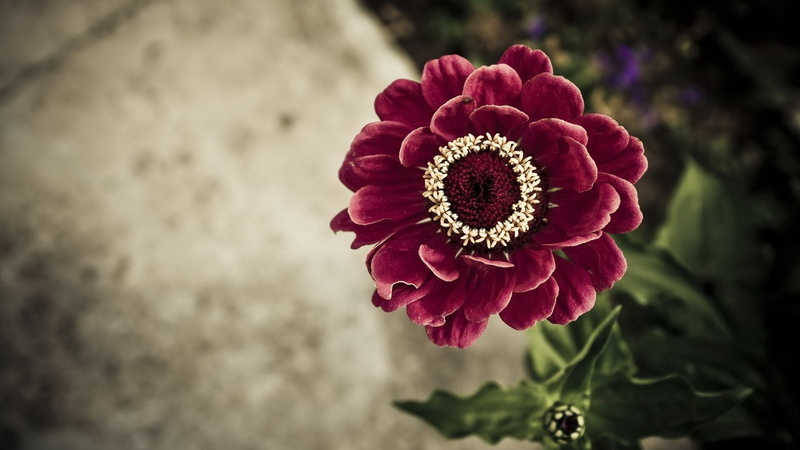 yellow, rose - Flower, gift, macro, vulnerability, botany, pollen, 1080P, zinnia, plant, single Flower, multi Colored, summer, growth, flowering plant