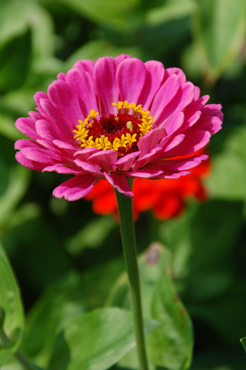plant, focus on foreground, zinnia, inflorescence, plant part, flower head, petal, 2K, pink color, pink, growth, nature, fragility, no people, pollen