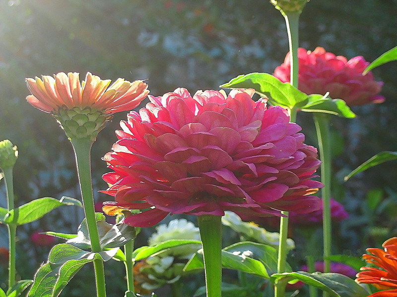 flower Head, yellow, garden, vulnerability, leaf, bouquet, close-up, pink, zinnias, red, green Color, gardening, nature, outdoors, mums, decoration, blossom