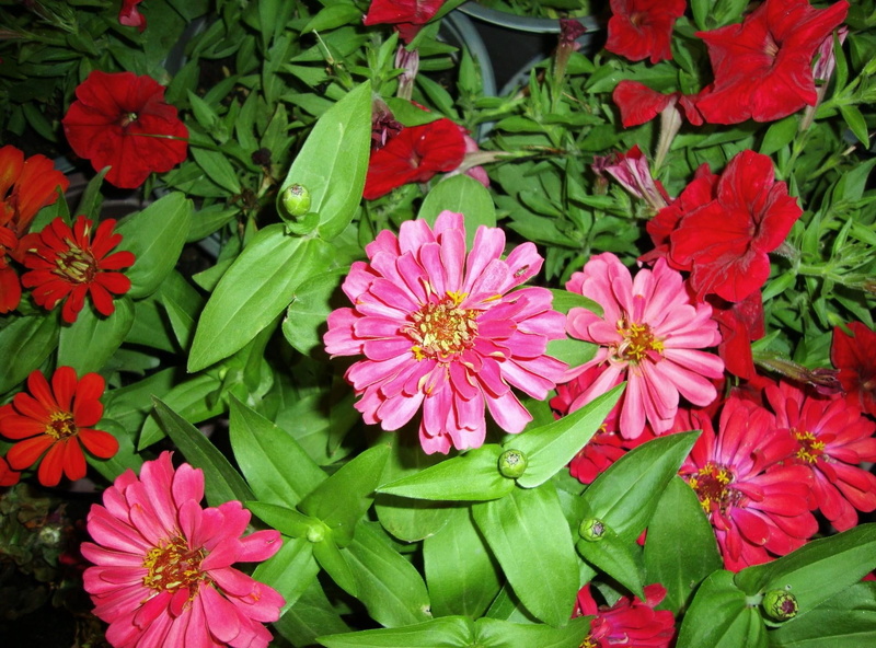 yellow, leaf, plant part, growth, green, pink, pink Color, beauty In Nature, red, purple, springtime, formal Garden, no people, flower, flower Head, plant