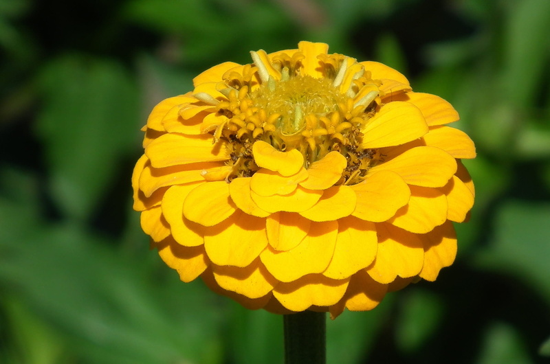 growth, zinnia, flower head, flower, fragility, no people, outdoors, vulnerability, nature, plant, freshness, focus on foreground, flowering plant, petal