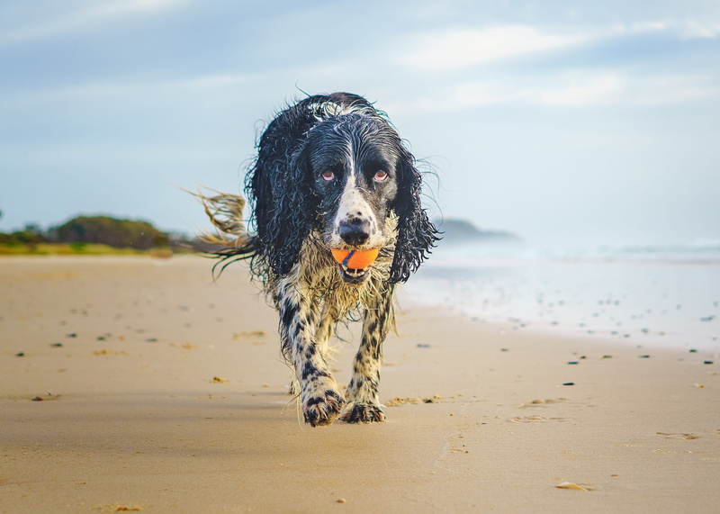 one animal, byron bay, canine, portrait, ocean, domestic, water, dog, domestic animals, spaniel, mammal, land, border collie, wet dog, gundog, pedigree