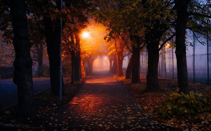 720P, lights, trees, park, mist, fall, morning, nature, street light, path, leaves